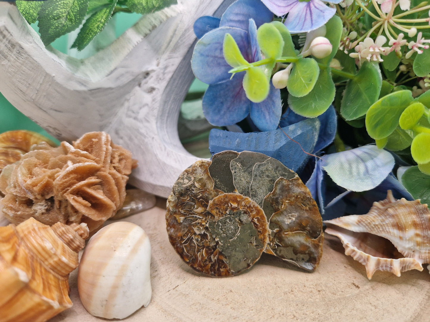 AMMONITE naturale levigata