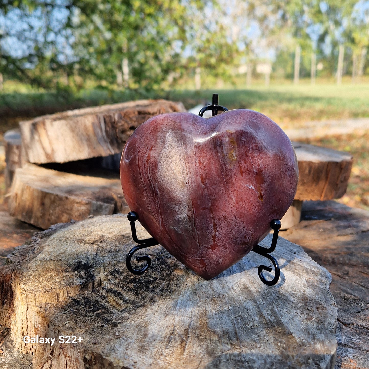 Cuore legno fossile