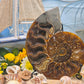Ammonite grande naturale levigata