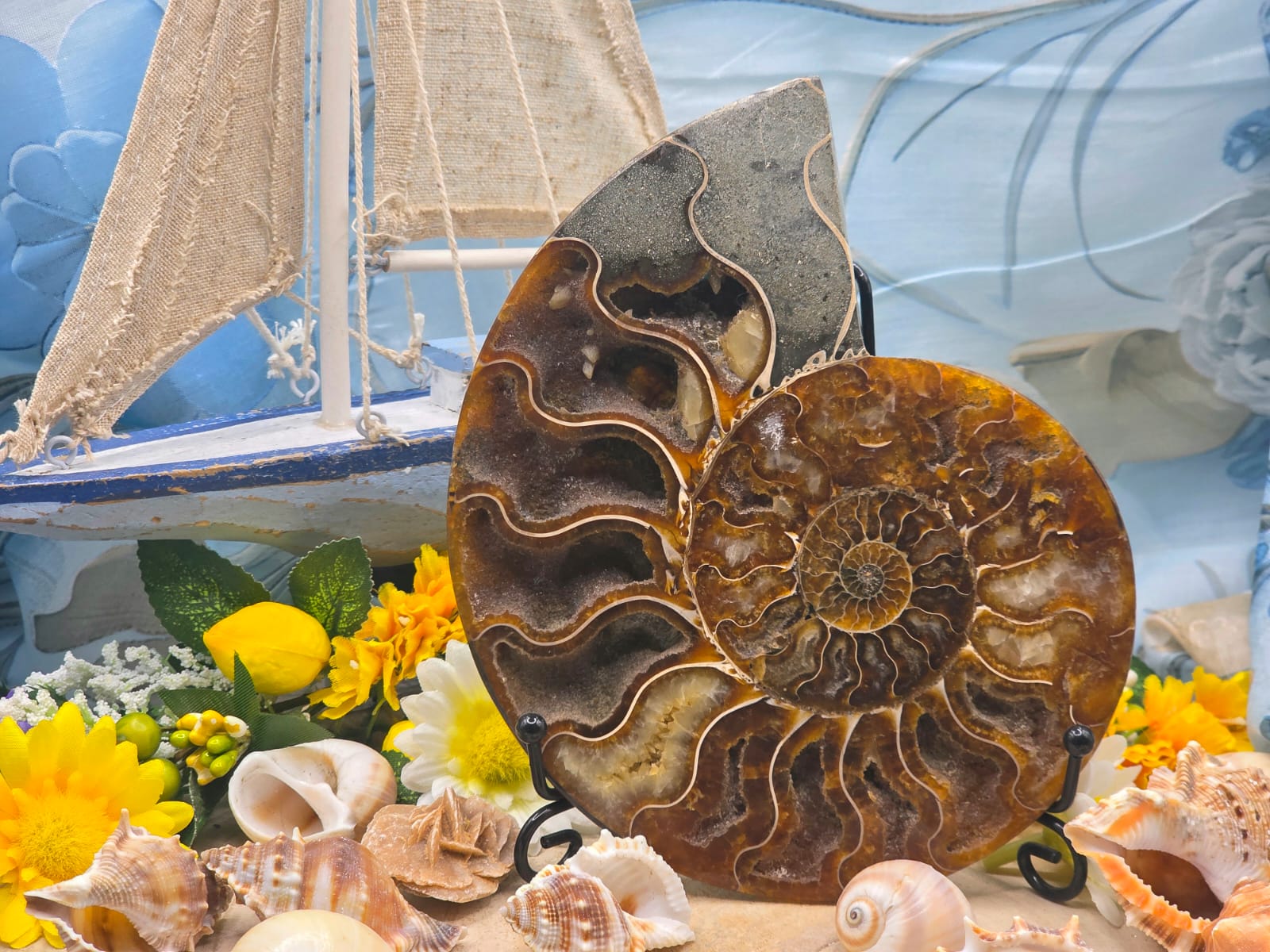 Ammonite grande naturale levigata