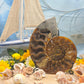 Ammonite grande naturale levigata 2