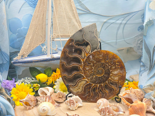 Ammonite grande naturale levigata 2