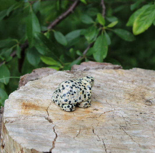 Tartaruga diaspro dalmata pietra naturale