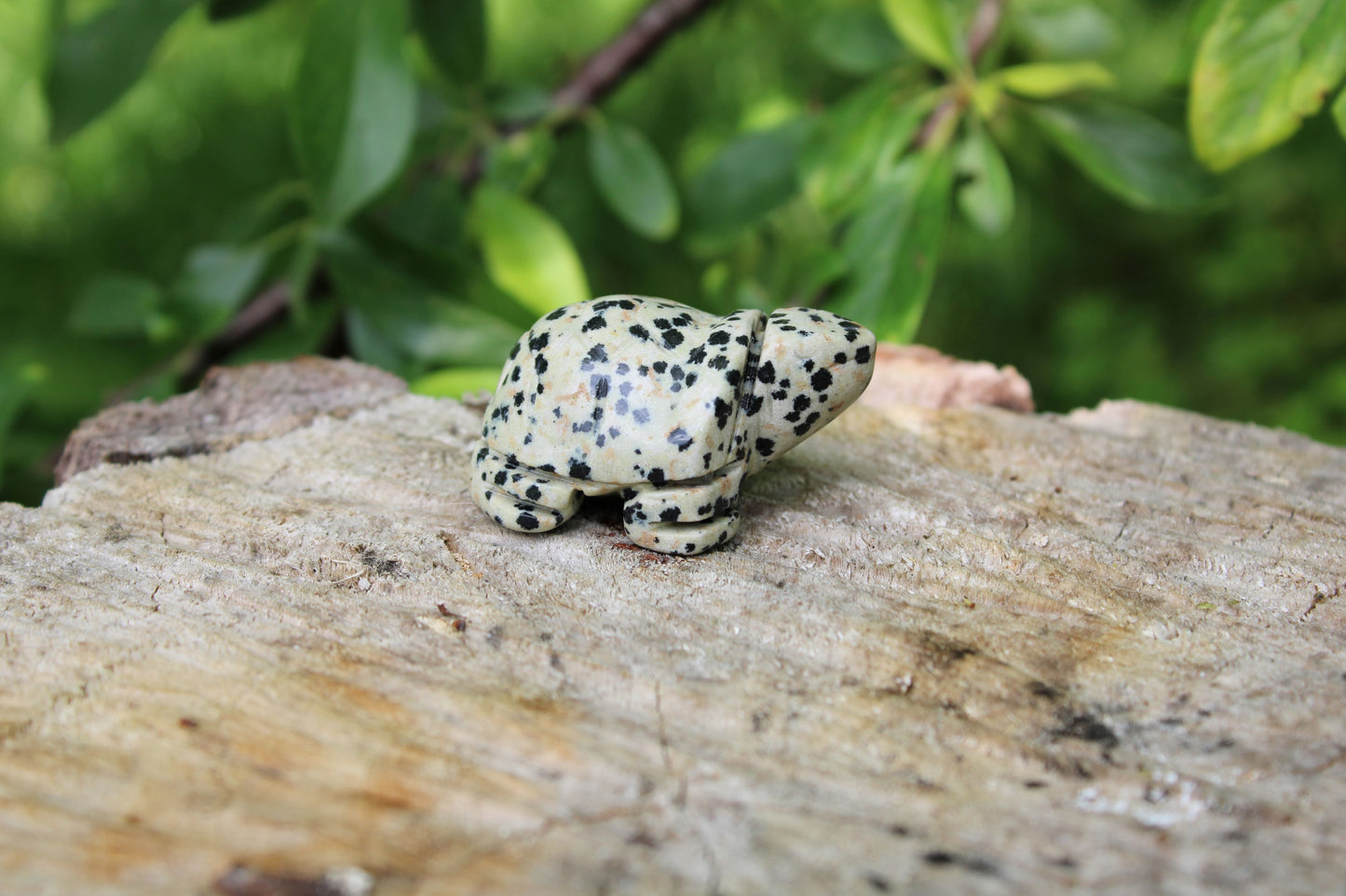 Tartaruga diaspro dalmata pietra naturale