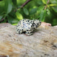 Tartaruga diaspro dalmata pietra naturale