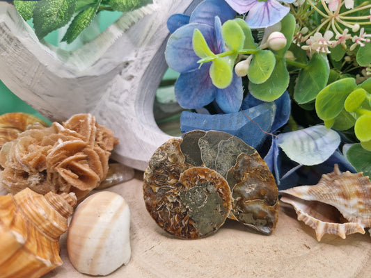 AMMONITE  naturale levigata