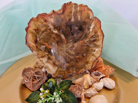 Fetta Legno Fossile pietra naturale