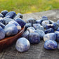 Sodalite pietra naturale burattata