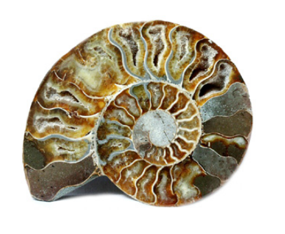 AMMONITE,  naturale levigata